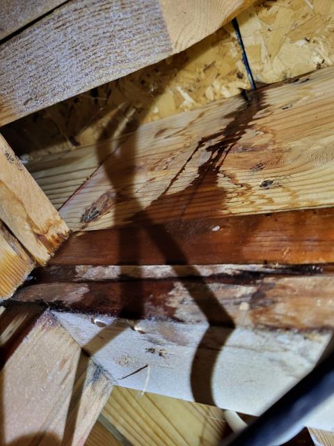 We responded to our customer due to them noticing their carpet was wet on the main floor. Once on site, we started by checking all upstairs fixtures for any visible leaks but didn't find any active sources there. We then inspected the basement ceiling and found water dripping where two pieces of plywood meet, near the wall where the water risers run between floors. To locate the problem, we cut open the sheetrock in the affected area and found a leak on the 3/4" copper water lines. We removed the damaged section of the copper pipe and installed the new 3/4" Copper pipe to make a permanent repair. Once the replacement was complete, we turned the water back on and tested for leak free operation.