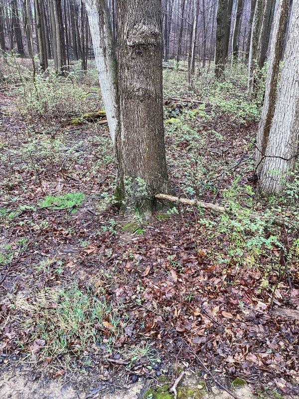 Responded to drainage issue in backyard area. Performed main drain cleanout service to restore proper flow and resolve customer's drainage concerns. System inspected and verified operational upon completion.