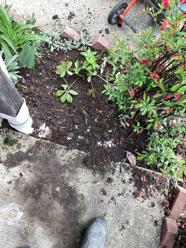 Responded to service call for garage ground drain requiring snaking. Accessed drain line located in garden area adjacent to concrete patio, performed excavation to expose PVC drain pipe, and successfully cleared blockage using mechanical snake equipment. Drain is now flowing properly and excavated area was prepared for restoration.