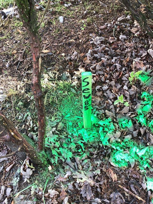 Performed camera inspection and utility locating for sanitary sewer lateral repair project. Marked underground sewer line location with fluorescent paint for exterior excavation work. Municipal permit obtained for exterior lateral repair, and site prepared for inspection scheduling pending tree removal completion.