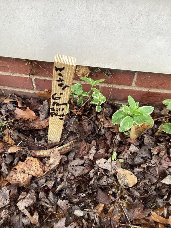 Performed camera inspection and utility locating for sanitary sewer lateral repair project. Marked underground sewer line location with fluorescent paint for exterior excavation work. Municipal permit obtained for exterior lateral repair, and site prepared for inspection scheduling pending tree removal completion.