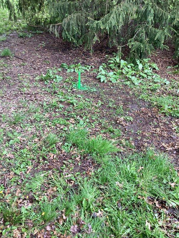 Responded to service call for blocked septic line between tank and leach field. Located blockage approximately 32 feet from access point and marked area for follow-up drain technician to perform hydro-jetting and complete line clearance. Documented site conditions and obstruction location for subsequent service appointment.