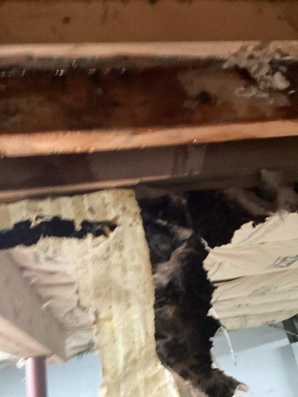 Responded to service call for water leak detection at 35-year-old residential property with reported leaks in bathroom and crawl space areas. Upon arrival, conducted thorough visual inspection of accessible plumbing systems and crawl space infrastructure.

Crawl space investigation revealed significant water damage and deterioration to fiberglass insulation material beneath flooring structure. Documentation photos captured extensive moisture damage evidenced by dark discoloration, mold growth, and compromised insulation integrity with multiple sections sagging and separating from subfloor. Copper supply lines running through crawl space were inspected for active leaks and signs of corrosion or pinhole failures common in aging plumbing systems.

Examined wooden floor joists and subflooring for moisture staining and structural compromise. Noted dark staining on horizontal beams and plywood subflooring indicating prolonged water exposure. Assessed condition of exposed plumbing penetration