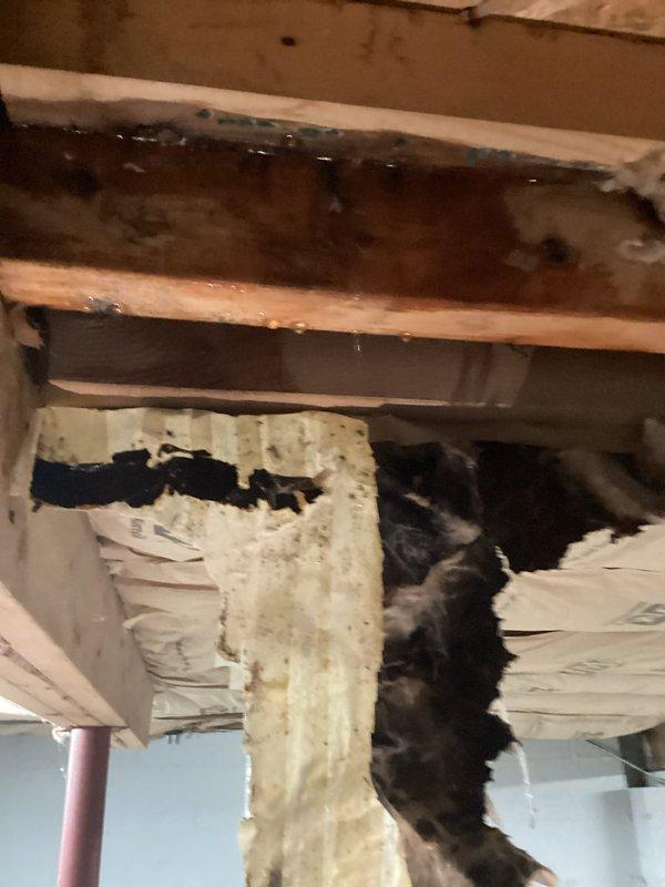 Responded to service call for water leak detection at 35-year-old residential property with reported leaks in bathroom and crawl space areas. Upon arrival, conducted thorough visual inspection of accessible plumbing systems and crawl space infrastructure.

Crawl space investigation revealed significant water damage and deterioration to fiberglass insulation material beneath flooring structure. Documentation photos captured extensive moisture damage evidenced by dark discoloration, mold growth, and compromised insulation integrity with multiple sections sagging and separating from subfloor. Copper supply lines running through crawl space were inspected for active leaks and signs of corrosion or pinhole failures common in aging plumbing systems.

Examined wooden floor joists and subflooring for moisture staining and structural compromise. Noted dark staining on horizontal beams and plywood subflooring indicating prolonged water exposure. Assessed condition of exposed plumbing penetration