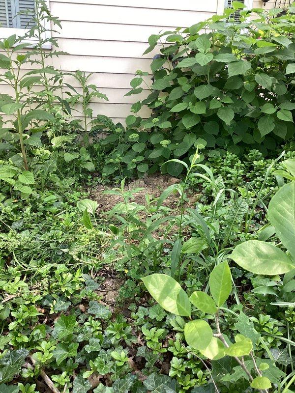 Performed video camera inspection of exterior drainage system from property to street connection. Successfully navigated camera equipment through underground drain lines to assess pipe condition, identify potential blockages, and verify proper flow path to municipal sewer system.