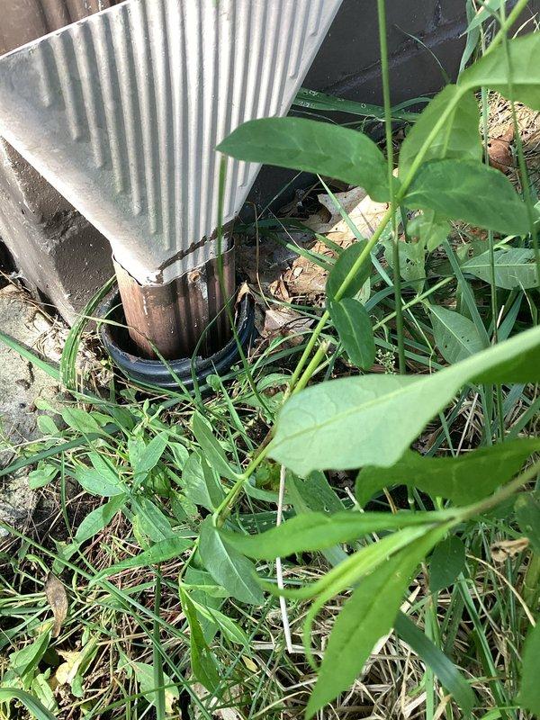 Responded to wet basement complaint with unknown water source in 40-year-old residential property. Conducted comprehensive exterior inspection focusing on foundation perimeter, downspout discharge points, and grade conditions around structure. Identified areas of concern including vegetation overgrowth near foundation, potential drainage issues at corners where downspouts meet ground level, and compromised grading allowing water accumulation near basement walls. Documented conditions with photographic evidence showing corrugated metal materials, deteriorated drainage components, and overgrown landscaping impeding proper water flow away from foundation.