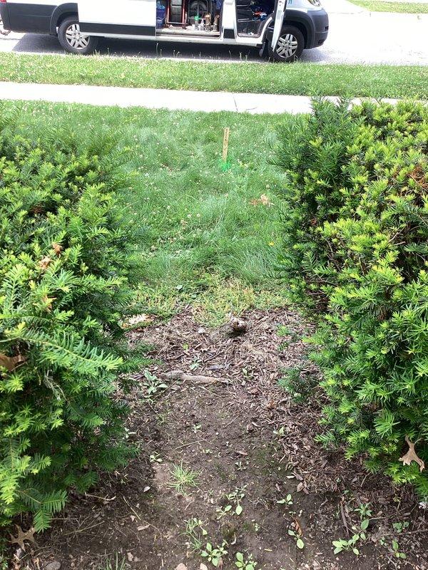 Responded to service call for main drain cleanout during morning hours. Located main sewer cleanout access point in front yard area, which was marked with utility stake and spray paint indicators. Excavated soil around cleanout access as needed to expose the cleanout cap. Successfully cleared blockage from main drain line using professional drain cleaning equipment. Verified proper flow and drainage through main sewer line upon completion. Restored work area and ensured cleanout remained accessible for future maintenance needs.