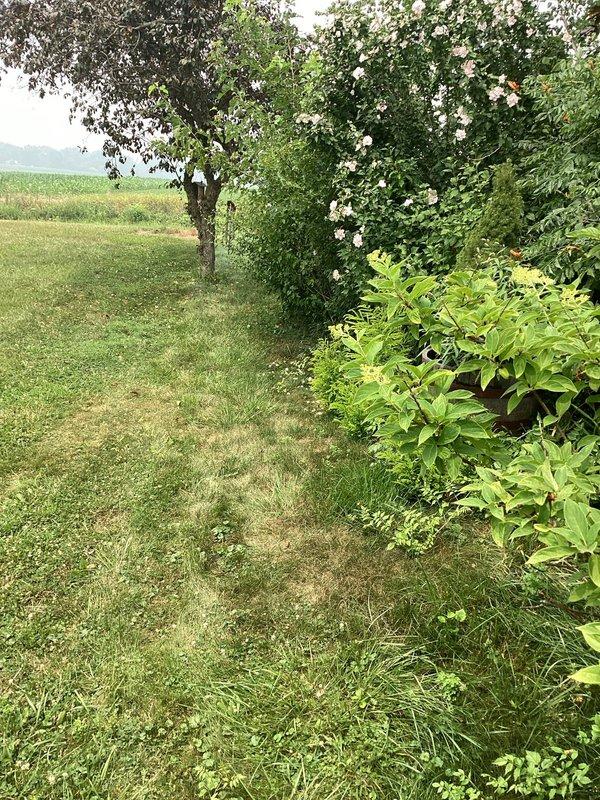 Conducted site assessment for natural gas line installation from street to residential property. Customer converting heating system from oil furnace to gas furnace, requiring new gas service line. Evaluated routing path from street connection point to house, documenting existing landscape conditions including established garden beds with dense vegetation along foundation and open lawn areas. Photographed proposed installation corridor to assess excavation requirements and potential obstacles. Site features include brick foundation wall with mature plantings, mowed grass pathways, and adjacent agricultural land. Assessment completed to provide accurate estimate for gas piping installation scope and materials needed for conversion project.