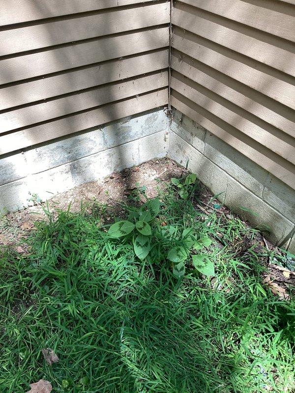 Responded to basement water infiltration complaint. Upon inspection, identified exterior foundation issues with significant moisture damage and staining on lower siding panels near ground level, indicating prolonged water exposure and potential drainage problems. Vegetation overgrowth against foundation was contributing to moisture retention. Inspected interior sump pump system and found unit operational with sediment-laden water in basin. Documented conditions with photographs showing exterior water damage patterns and sump pump functionality. Advised customer on necessary drainage improvements and vegetation management to prevent future water intrusion.