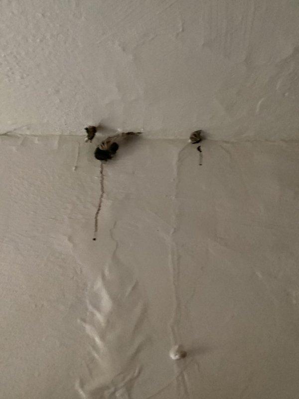 Responded to service call for gas line relocation and plumbing leak repair. Upon arrival, assessed existing gas line configuration and confirmed gas supply was already shut off. Evaluated basement utility area with exposed framing to determine optimal routing for gas line extension to new appliance location. Identified active water leak at sink with visible water damage and staining on adjacent wall surfaces. Initiated drywall removal around affected plumbing area to access leak source and assess extent of water intrusion damage. Documented existing conditions including deteriorated wall materials, exposed piping, and rust staining patterns indicating prolonged moisture exposure. Return visit scheduled to complete drywall cutout, repair water leak at sink connection, and install relocated gas line to specified termination point.