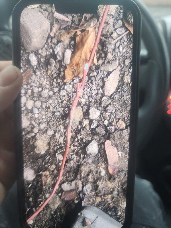 Responded to Lennox furnace displaying alarm code #11. Inspected and found damaged flame sensor wire with compromised insulation. Repaired wiring to restore proper flame detection circuit functionality, resolving the alarm condition.