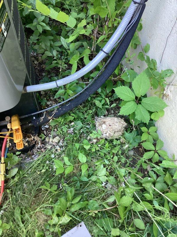 Responded to no cooling complaint where homeowner suspected a switch had been turned off. Upon arrival, located outdoor condensing unit behind residence with overgrown vegetation around equipment. Connected Fieldpiece diagnostic manifold to measure system pressures and temperatures. Readings indicated unit was operating with superteat of 115°F, discharge temperature of 139°F, and suction temperature of 41°F. Identified that system had been inadvertently switched off at disconnect. Restored power to unit and verified proper operation. System returned to normal cooling operation with appropriate temperature differential and refrigerant pressures within manufacturer specifications.
