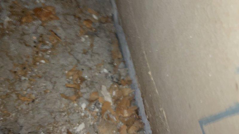 # Plumbing Site Visit Summary

Responded to service call regarding water damage and potential leak investigation. Upon arrival, conducted visual inspection of affected areas revealing significant water staining and discoloration on concrete flooring near wall junction, indicating recent or ongoing moisture intrusion. Accessed crawlspace to trace source of water damage and inspected plumbing infrastructure within floor joist cavity. Identified compromised supply line with visible signs of deterioration and moisture accumulation on pipe insulation. Documented conditions with photographic evidence showing extent of floor damage and location of affected plumbing components within structural cavity. Recommended immediate pipe replacement and remediation of water-damaged flooring to prevent further structural deterioration and potential mold growth.