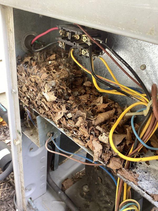 Responded to no cooling call and found electrical disconnect box heavily packed with dried leaves and organic debris creating fire hazard and preventing proper system operation. Removed all debris from disconnect and capacitor compartment, cleaned electrical connections, verified capacitor functionality, and tested system for proper cooling operation. Unit restored to normal operation with all safety hazards eliminated.