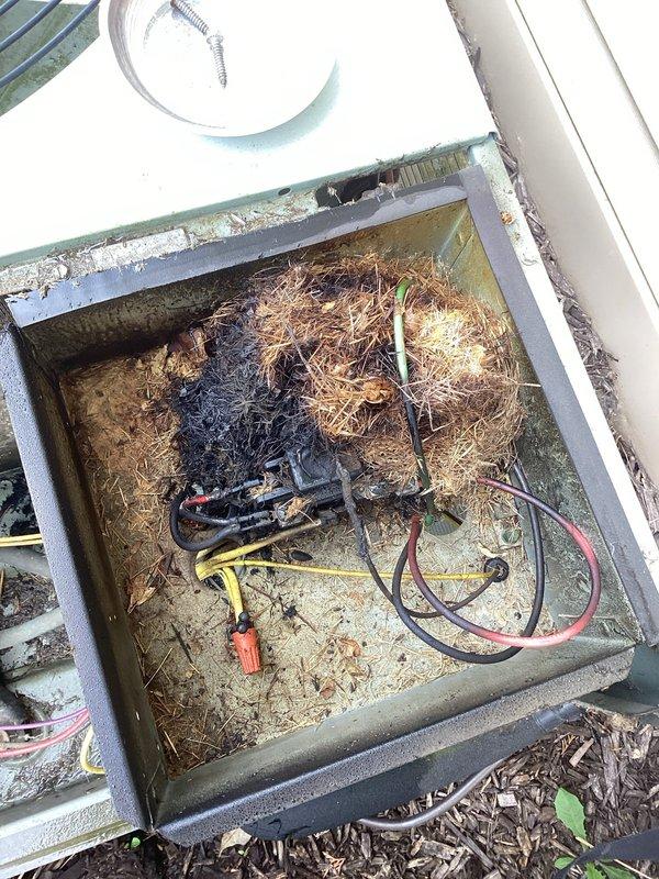 Responded to no-cooling call where AC unit tripped breaker and would not restart. Upon arrival, discovered outdoor disconnect box severely compromised with extensive rodent nesting material, dried vegetation, and debris accumulation throughout electrical compartment. Evidence of electrical arcing and heat damage observed on wiring insulation mixed with nesting materials. Cleared all debris from disconnect, inspected wiring for damage, and verified electrical connections. Reset breaker and confirmed system operational. Advised property owner that outdoor electrical enclosure requires ongoing monitoring to prevent future pest intrusion and recommended sealing entry points to protect electrical components.