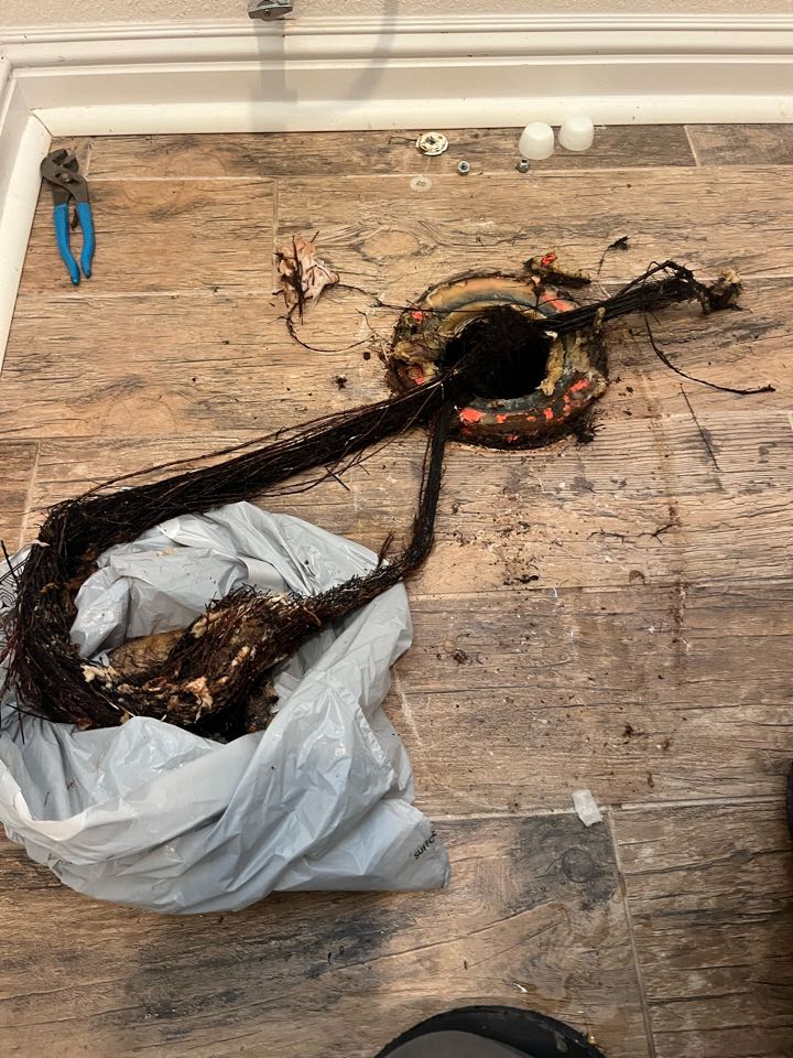 I arrived at the job to find a toilet flushing, very slow. There was calcium buildup in the toilet so we changed it out but when we pulled the toilet, we also found a huge root growing over the toilet flange. The flange was intact and we were able to cable the line and get everything back to normal.