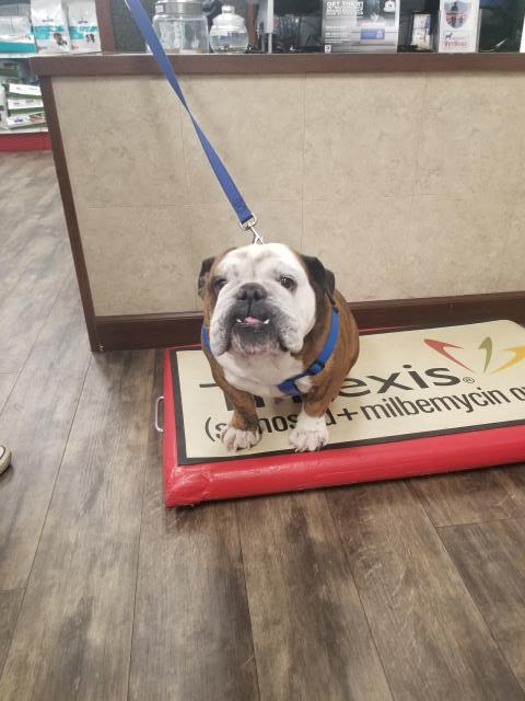 Omar took a seat on our scale (like a good boy) last week and did not want to get down! We all admire Omar's confidence to get on the scale without a second thought. Omar took a seat on our scale (like a good boy) last week and did not want to get down! We all admire Omar's confidence to get on the scale without a second thought.