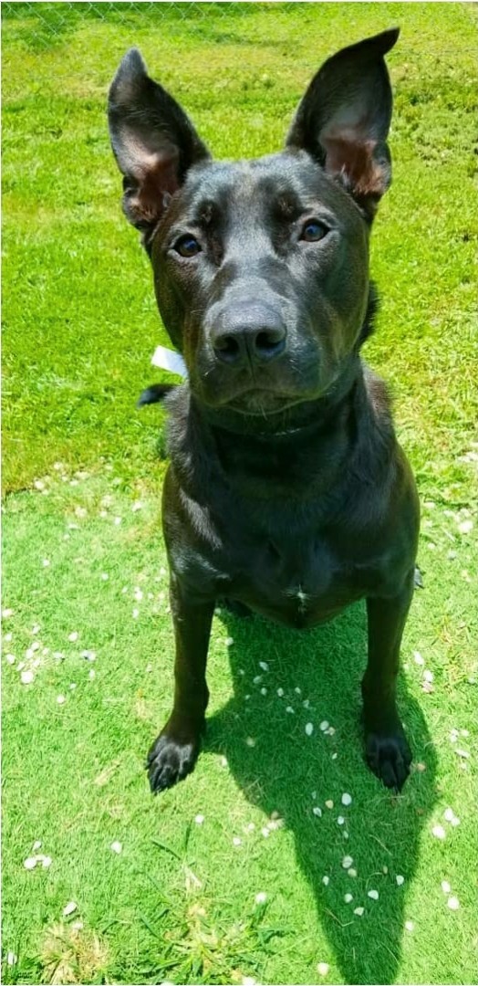 Jagger enjoyed his play time outside with the attendant during his daycare stay at the Hotel and Spa. Jagger enjoyed his play time outside with the attendant during his daycare stay at the Hotel and Spa.