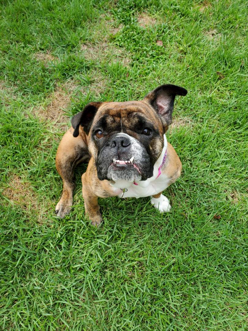 Molly recently visited the vet for the first time and came to see Dr. Burns. Molly was started on vaccines and Heartgard to prevent heartworm disease. She can't wait to see Dr. Burns again next year for her annual visit! 