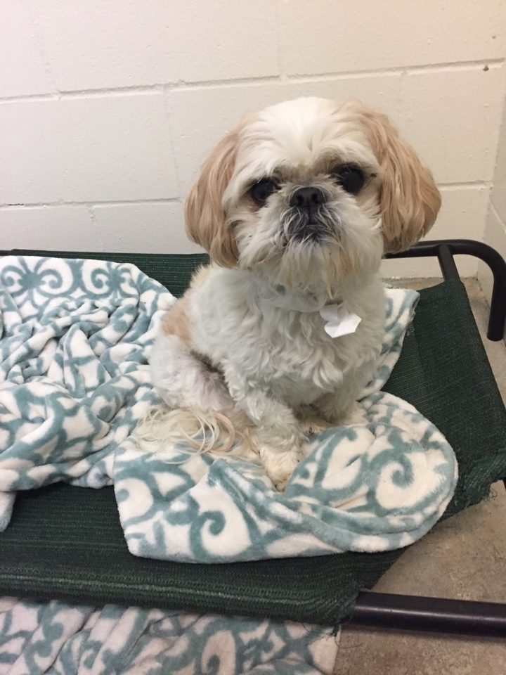 Need to board your fur baby for a few days, but they are also due for a doctors visit at Davis Animal Hospital? No worries, we can make an appointment for them to see a Vet while they are staying with us! Need to board your fur baby for a few days, but they are also due for a doctors visit at Davis Animal Hospital? No worries, we can make an appointment for them to see a Vet while they are staying with us!
