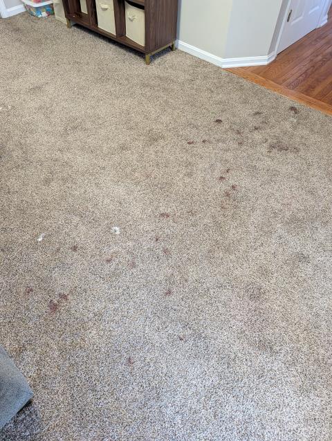 This task involved a thorough blood cleanup after the family dog injured its foot, leaving blood stains on the carpet and sofa. I used Oxidants Happen, a powerful solution that effectively kills bacteria, removes the red bloodstains, and sanitizes the area. The process was meticulous, ensuring no lingering odors or stains remained. The customer was delighted that the carpet and sofa could be saved, and the family dog is now doing well.