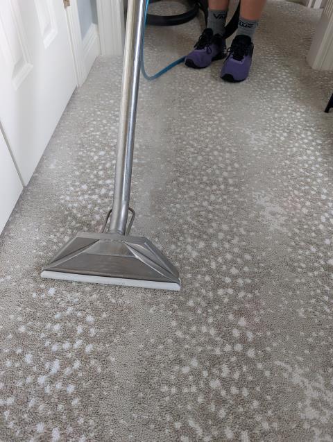 A recently installed carpet showed signs of wear in high-traffic areas. To address this, I used a mild alkaline-based cleaning solution, Spot pHixer, followed by steam cleaning with a 230-degree sanitizing solution. Post-cleaning, I applied a carpet protector to form a protective barrier, preventing future wear patterns. This thorough process ensured the carpet's longevity and appearance.