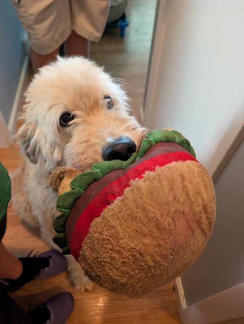 We tackled tough accidents and lingering odors, transforming the carpet into a fresh, clean space. The grateful puppy rewarded us with a cheeseburger for our efforts.