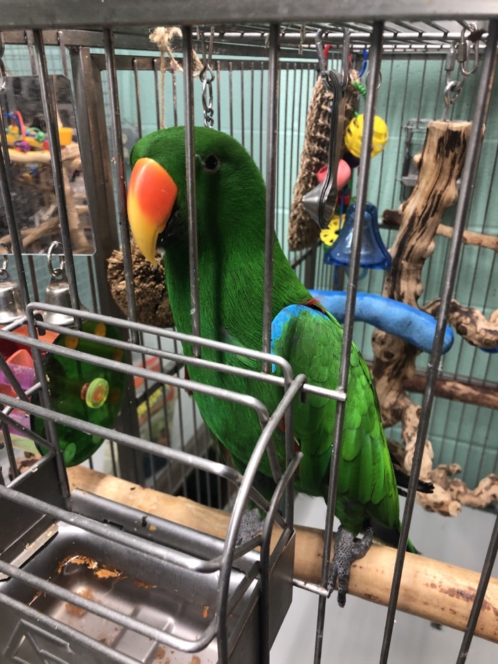 Dropping off our bird! Dropping off our bird!