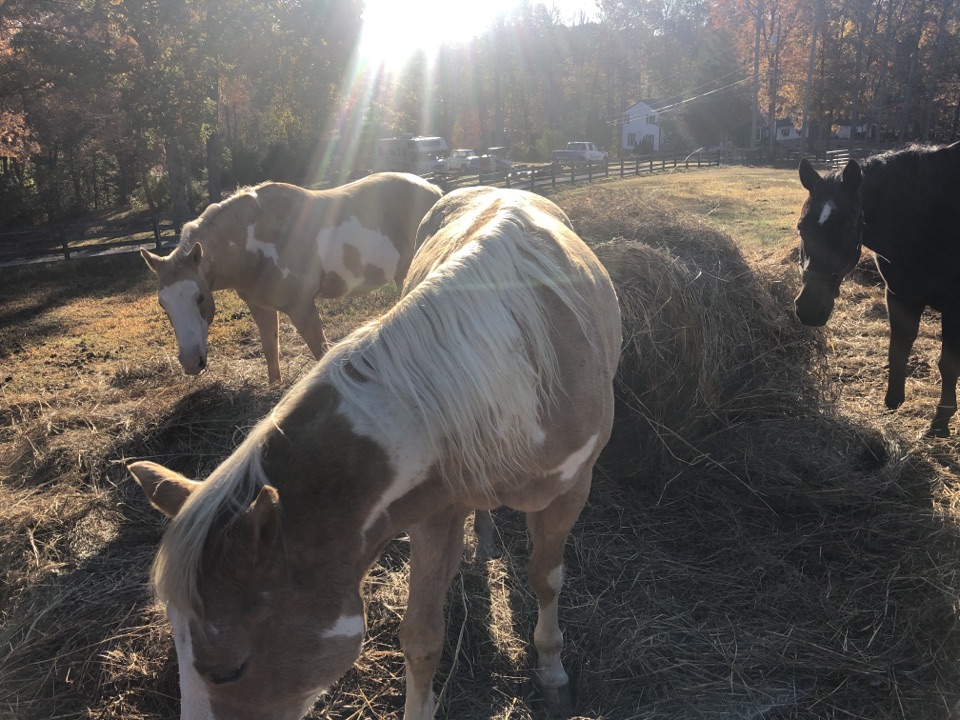Part of running a farm is throwing out the hay Part of running a farm is throwing out the hay
