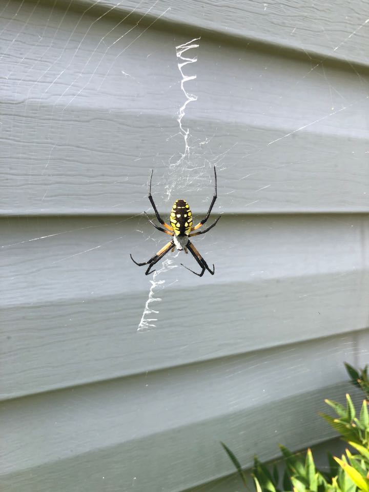 Garden orb weaver