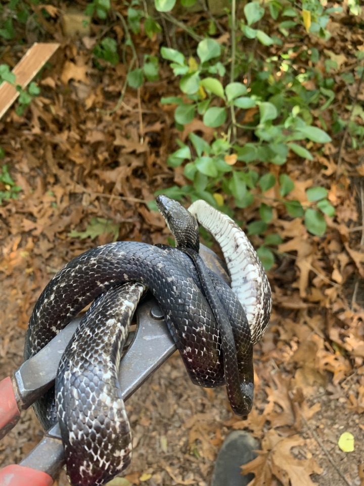 The professionals on the Eazy plumbing side were able to provide a customer with a complete repipe and did away with the old, rotten galvanized. 