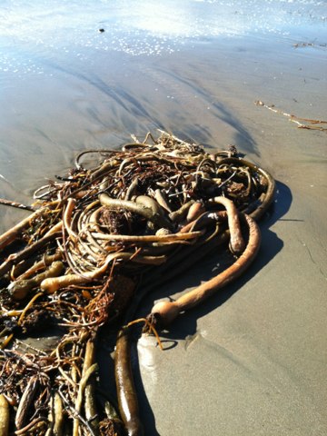 Snakes on a beach.