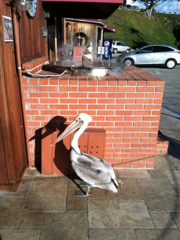 Pelican Plumbing, how may we help you?