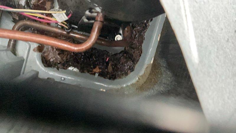 Responded to service call for central air conditioner and mini-split system both experiencing cooling failures. Upon inspection, discovered severely clogged condensate drain pan and air handler with extensive accumulation of organic debris, sludge, and biological growth blocking proper drainage and restricting airflow. Removed heavy buildup of dirt, decomposed matter, and algae from drain pan and interior components. Cleared condensate drain line obstruction, cleaned evaporator coil area, and flushed drainage system to restore proper function. Verified both systems restored to normal cooling operation following cleaning and debris removal.