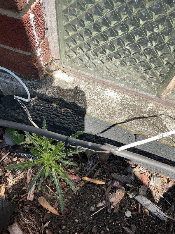 Responded to no-cool condition on 8-year-old air conditioning system affecting entire basement unit. Upon arrival, discovered outdoor unit had been inadvertently unplugged, likely during previous service visit. Reconnected power supply to condensing unit, verified proper electrical connection at disconnect, and confirmed system operation with normal startup sequence. Unit cooling properly upon departure.