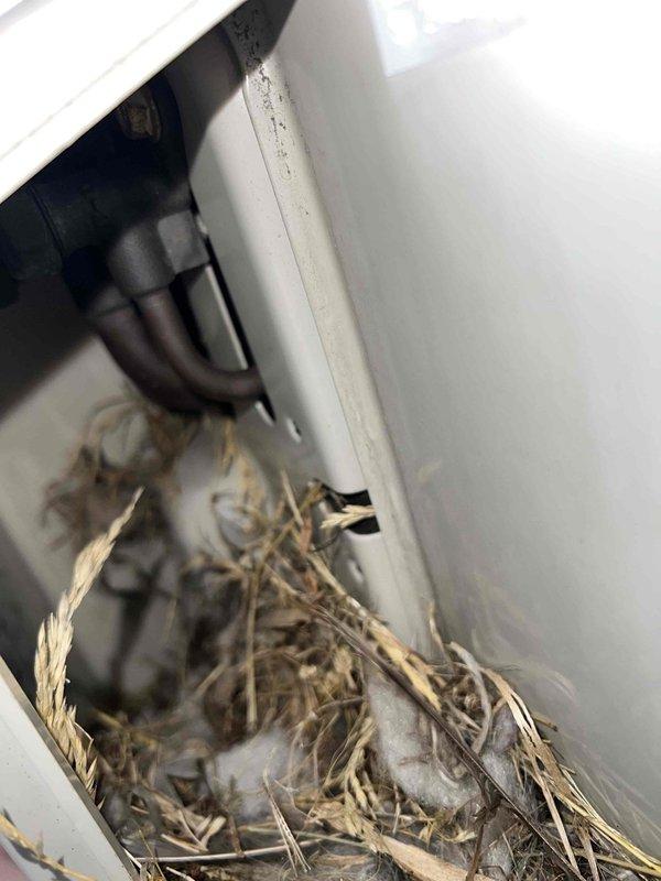 Responded to service call for 9-year-old air conditioning system with inadequate cooling performance. Upon inspection of elevated exterior condenser unit, discovered bird's nest constructed inside electrical disconnect box with extensive accumulation of twigs, grass, and nesting materials obstructing conduit and electrical components. Removed all nesting debris from disconnect enclosure to restore proper airflow and prevent potential electrical hazards. Cleaned and inspected all connections within the box, verified proper operation of disconnect switch, and confirmed conduit integrity. System tested and confirmed operational following nest removal and cleanup.