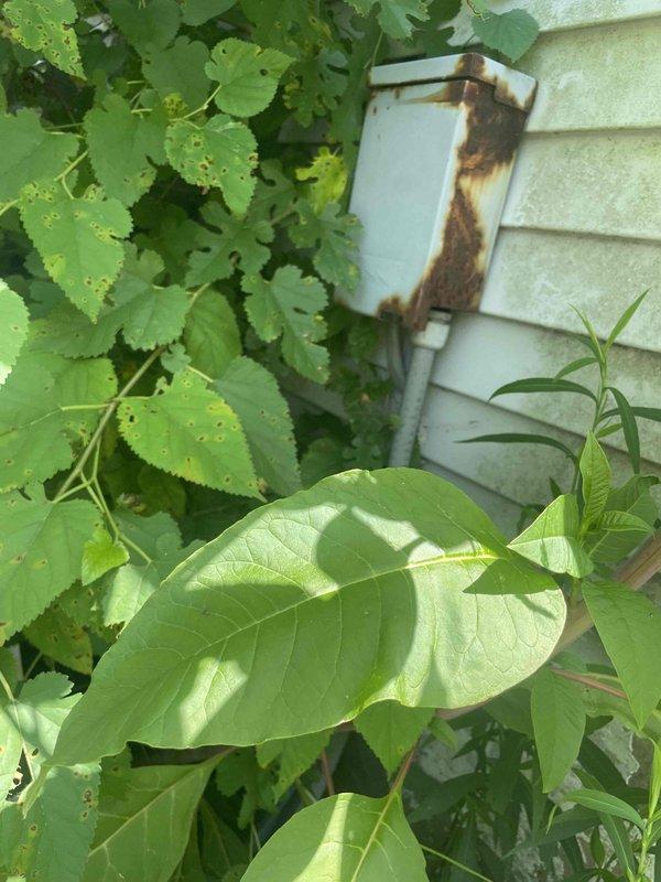 Conducted on-site assessment for replacement estimate of 30-year-old air conditioning unit located in basement. Inspected existing system and surrounding utility infrastructure, documented current condition of equipment and installation area. Photographed outdoor condenser location showing weathered electrical disconnect box with rust staining on exterior siding, and interior basement mechanical room with aging plumbing, heating elements, and concrete block walls displaying typical wear patterns for system age.