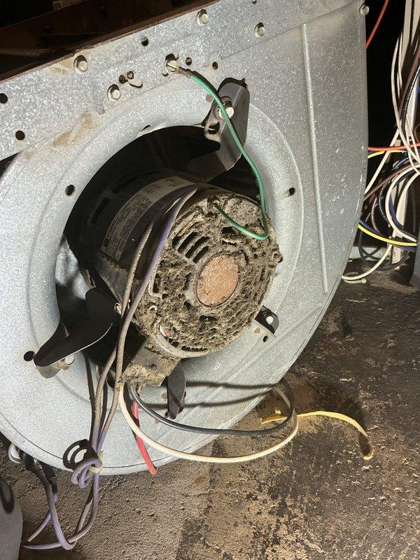Replaced blower motor assembly on Lennox unit under purchase order 1351332-001. Upon inspection, found existing blower wheel heavily caked with dust, lint, and debris accumulation that had completely obscured fan blades and restricted airflow. Removed old motor assembly, cleaned housing compartment, and installed new blower motor with clean squirrel cage fan. Verified all electrical connections including ground wire and multi-colored lead wires were properly secured. Tested unit operation and confirmed burner assembly ignition with proper blue flame pattern across all three burners. Gas valve and associated connection lines inspected and found in good working order. Unit cycling properly and delivering adequate airflow upon completion.