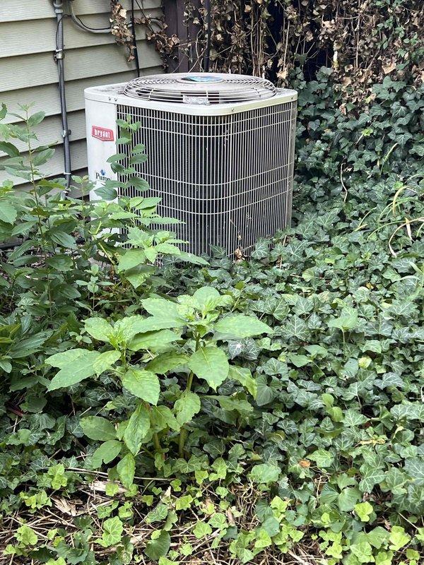 Responded to service call for central air conditioning system with reduced cooling capacity. Upon arrival, located Bryant brand condenser unit positioned against building exterior with overgrown vegetation restricting airflow around unit. Cleared debris and plant material from base and sides of condenser to restore proper ventilation and prevent efficiency loss. Performed electrical diagnostics using digital multimeter to verify system voltage, amperage draw, and component functionality. All electrical readings confirmed within manufacturer specifications with no detected abnormalities. Conducted thorough leak check of refrigerant system including condenser coil, service ports, and line connections - no leaks detected. System operating properly with adequate cooling output restored following vegetation clearance and diagnostic verification.