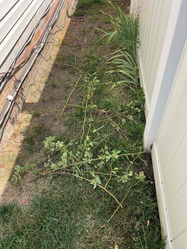 Responded to no cooling call on 7-year-old residential air conditioning system located in basement. Upon arrival, confirmed unit was not powering on. Accessed outdoor condenser unit through narrow side yard passage with overgrown vegetation. Performed electrical diagnostics using multimeter at condenser unit, obtaining voltage readings of 204.2V and 22.1V at terminal connections. Identified power supply issue preventing compressor operation. Cleared access pathway of dried plant debris to ensure proper airflow around outdoor unit and facilitate future service access.
