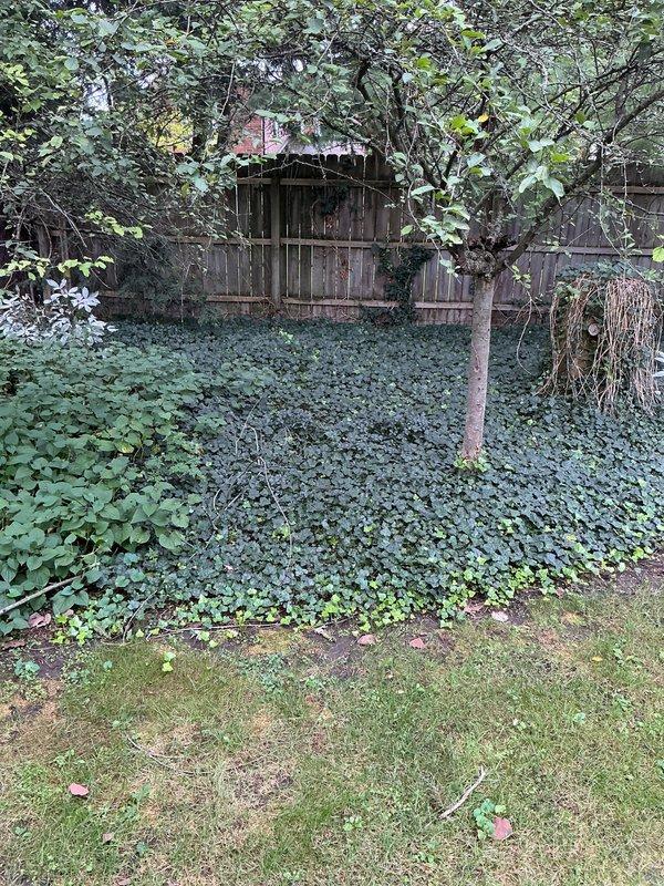 Conducted on-site electrical estimate for new whole home generator installation at residential property. Evaluated existing electrical meter installation on exterior wall and assessed backyard area for optimal generator placement, noting vegetation clearance requirements and access considerations. Provided comprehensive estimate for complete generator system installation including electrical connections, transfer switch, and necessary site preparation work.