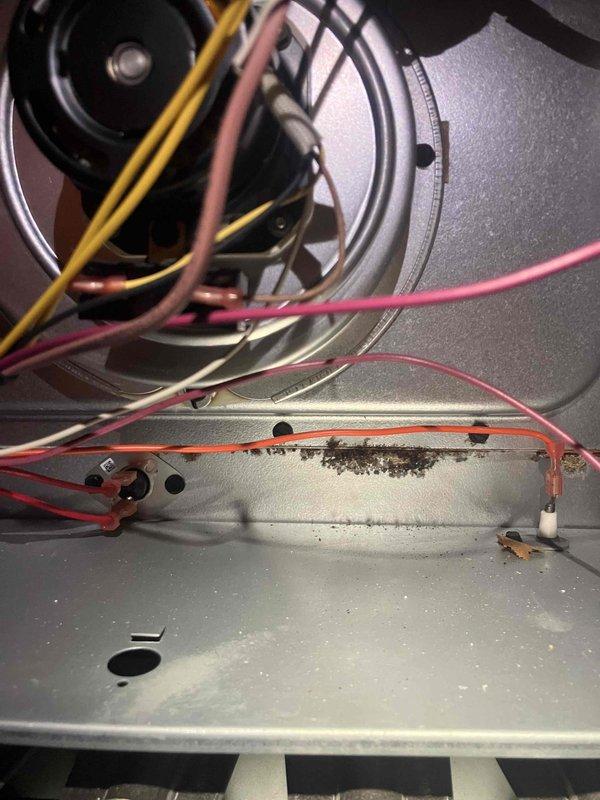 Completed comprehensive tune-up and inspection on 2021 Daikin forced air system located in basement. Performed full furnace inspection with burner assembly operational check, confirmed all ignition points firing properly and gas valve functioning correctly. Inspected blower motor assembly and internal wiring connections, noting minor debris accumulation on base pan that was addressed. Verified all electrical connections secure and system operating within manufacturer specifications.