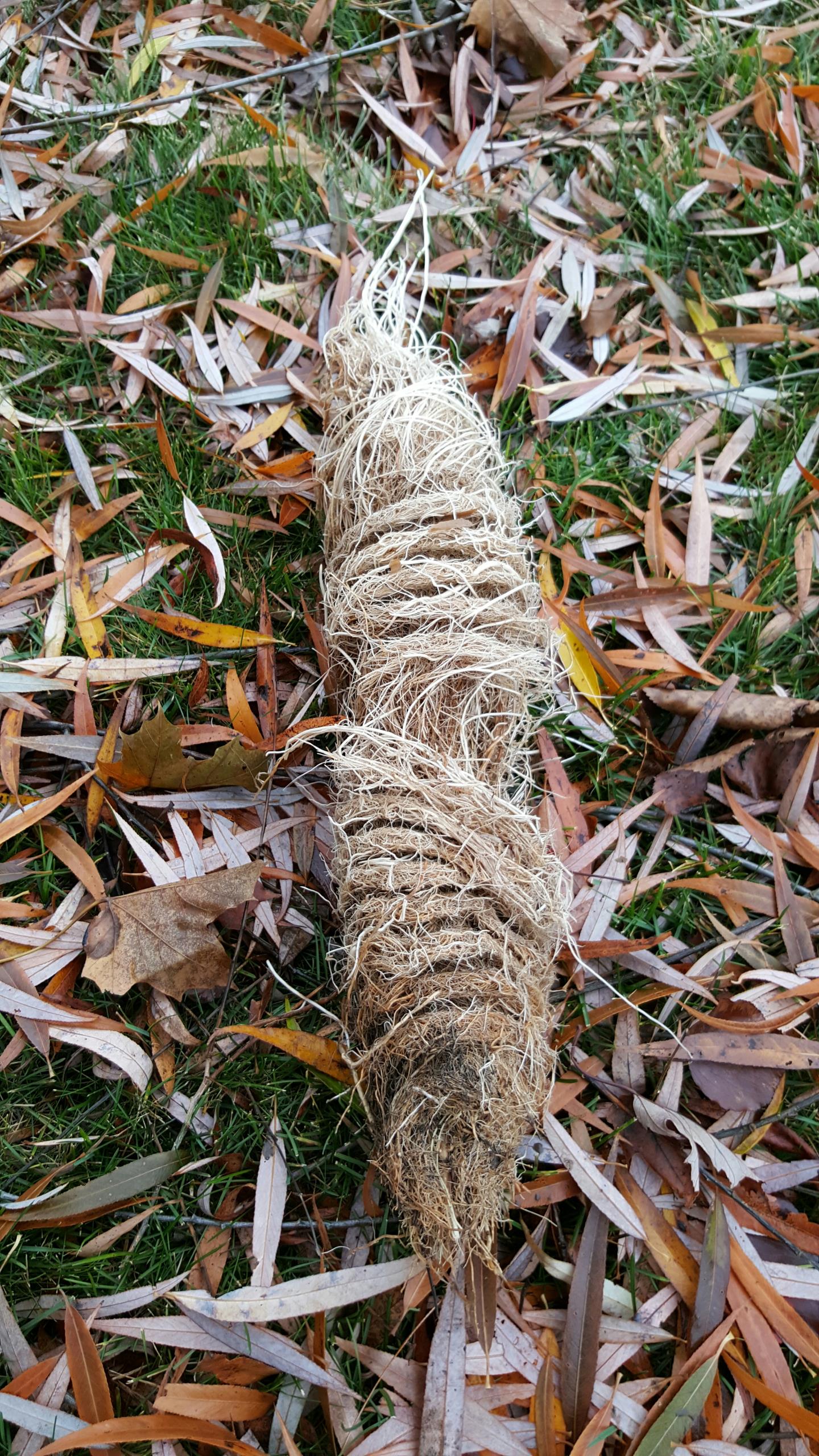 Replaced faulty pump and unclogged root infestation from Sump pump discharge line
