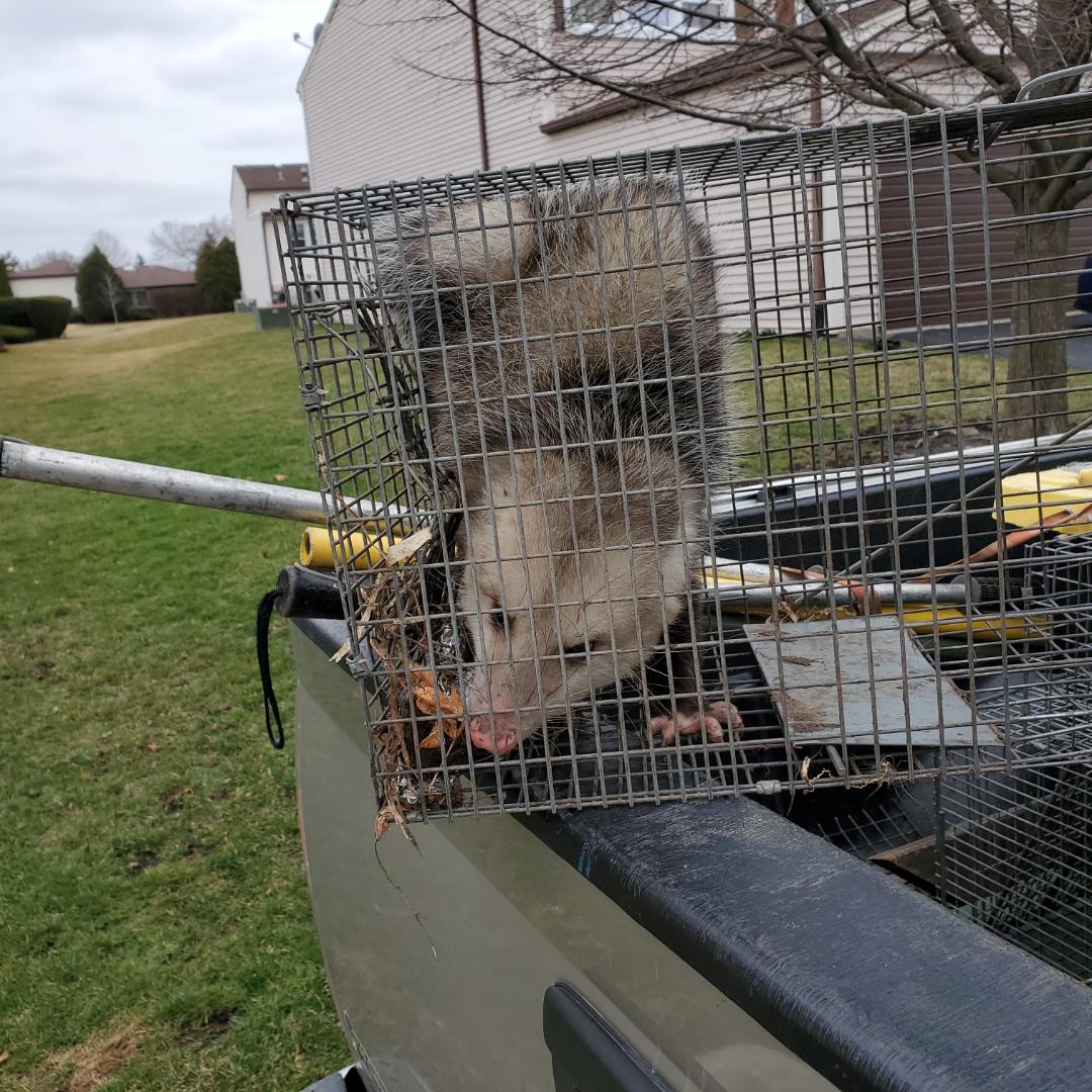 Tinley Park Illinois Raccoon And Skunk Removal Nuisance Wildlife