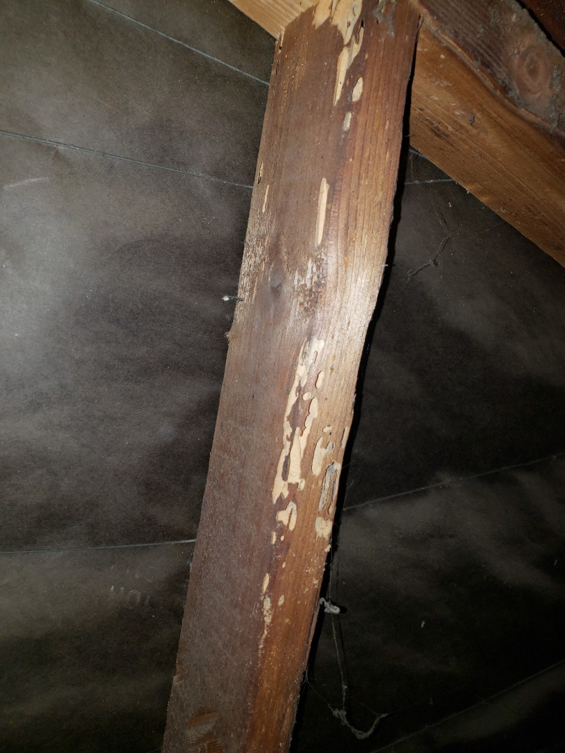 Termite Control Removal California