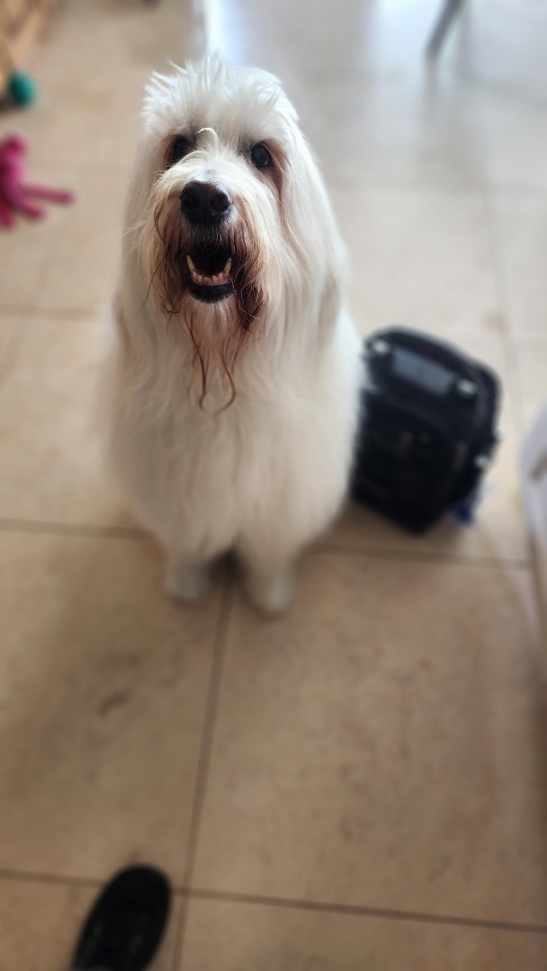 Upon inspection, the KitchenAid dishwasher was not completing its cycles as expected. A thorough examination revealed an obstruction in the drain system, which was preventing proper water drainage and cycle completion. I carefully accessed the dishwasher's internal components, locating the blockage in the drain hose. After removing the obstruction, I flushed the system with water to ensure no residual debris remained. I then tested the dishwasher, confirming that it completed cycles successfully. The appliance is now functioning correctly, and the customer is satisfied with the restored performance.