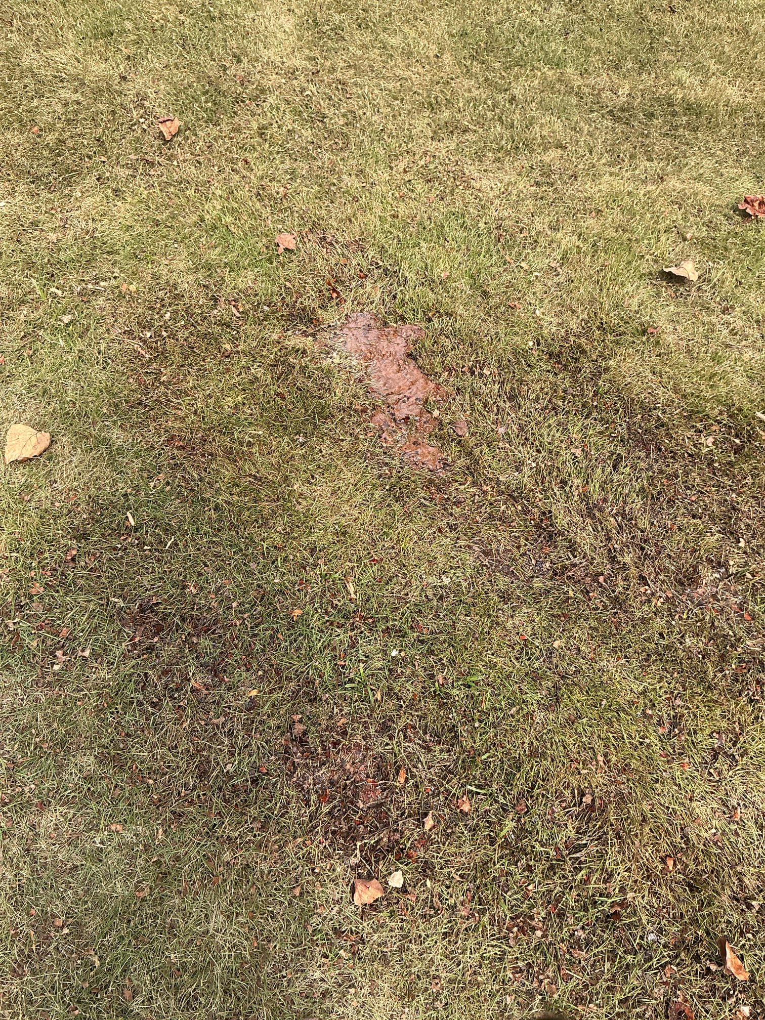 Client called us out due to main water service line leak in the yard. House is from the 60’s and the water service was original. It was decided it best to replace that leaking water service from meter in yard up to the home. Ran new trench from meter to home and layed our 3/4” pex a pipe in the trench with the only 2 connections being at the meter and inside the house. Added new pressure reducing valve as well as new ball valve shutoff for the whole house, as well as for the front hose bib. Added new meter nipple and new dual check valve at the meter required by code. Sealed the foundation with hydraulic cement after testing. No more leaks. 

Full replacement has 5 yr warranty. 