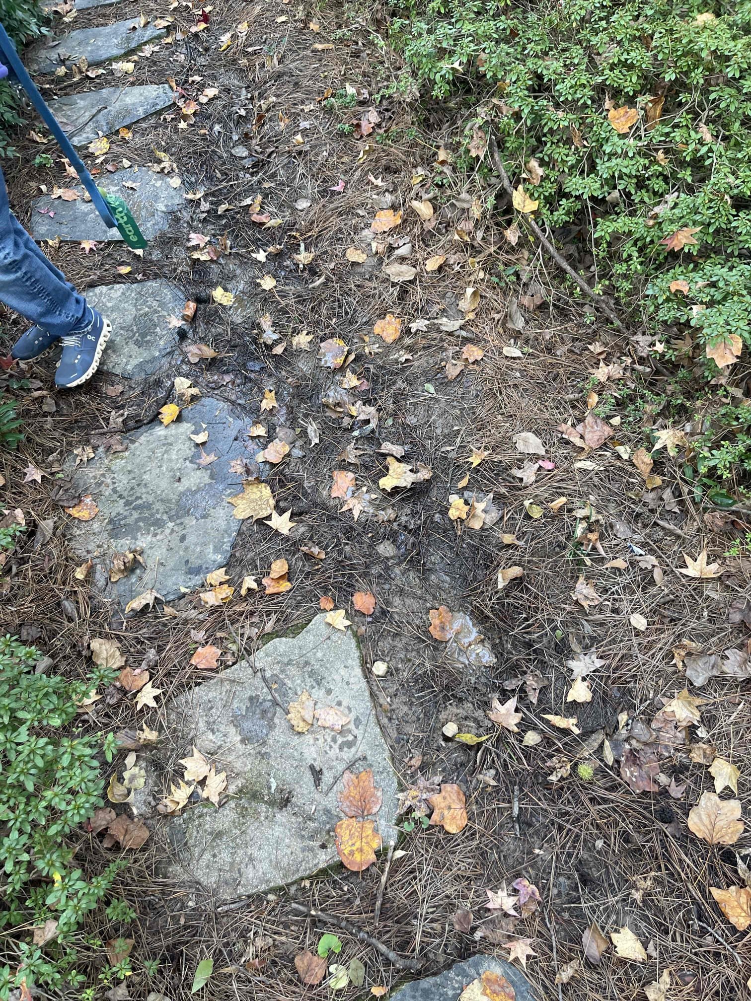 Wet spot in wooded area in the back yard. Checked water meter to confirm no leak. We have gotten rain a few times in the last week. They have irrigation system back in the wooded area. Recommended they leave it off for a couple weeks and see if it goes away. If it does not I left a quote for an exploratory dig in the area to check things out. Very Small amount of water pooling in the dirt.  No sign of actively flowing from anywhere.  