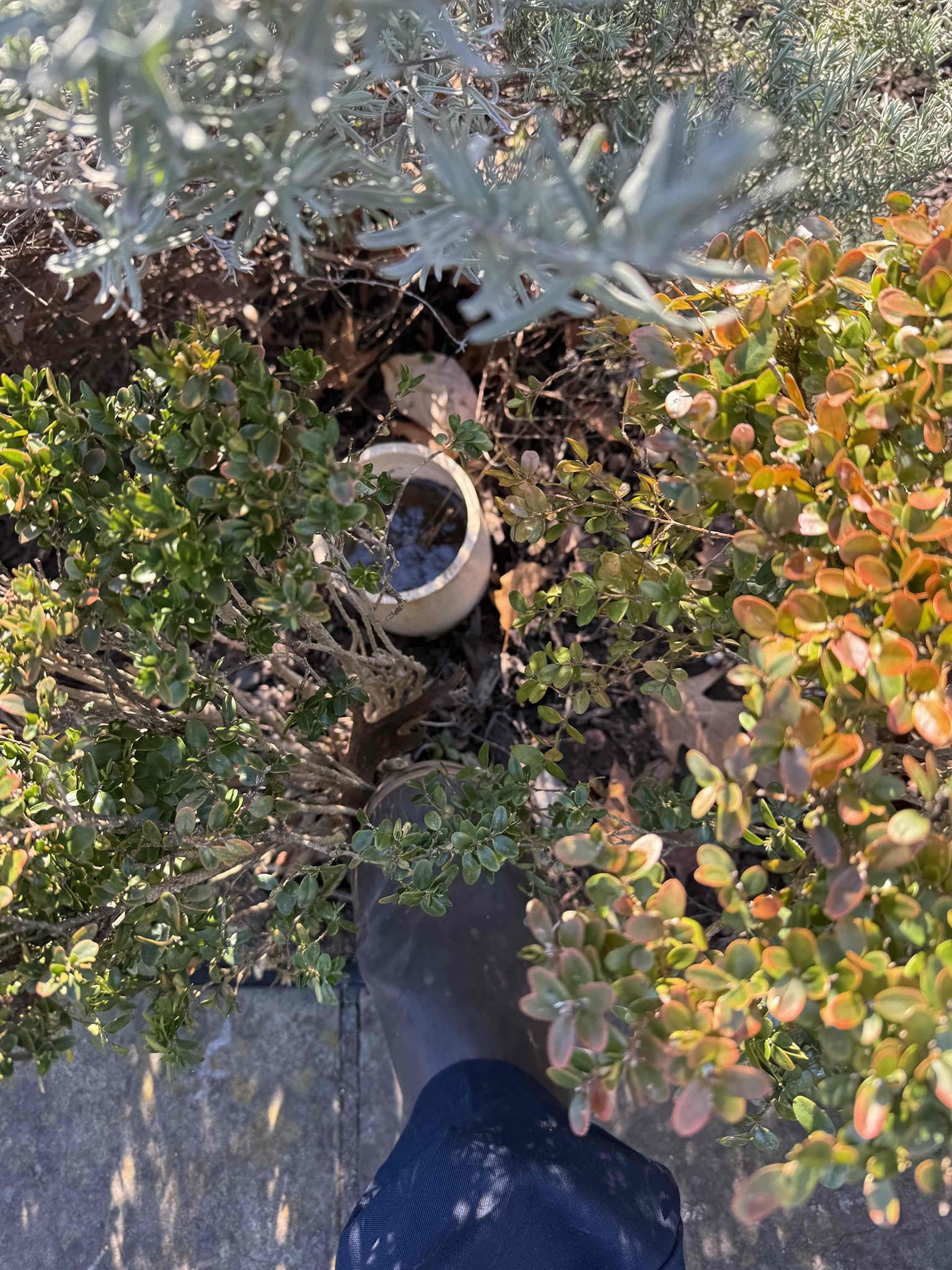 Customer wanting pvc lines cleaned out upon arrival. Customer has wires that were ran through the pvc lines removed. After checking found pvc lines do not drain they make a U shape under the sidewalk, informed customer we could dig down below ground, cut the pvc and glue a cap on each one and cover up. Gave customer estimate customer approved estimate. Dug down on all 8 pvc lines and cut them below grade and glued caps on all of them. Covered the caps back underground. 