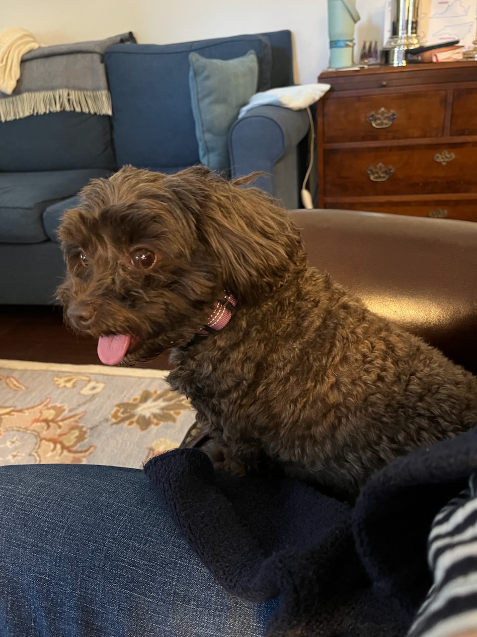 Returned and installed customer provided, extra tall, 12 inch rough, American Standard Cadet Pro. Per customer request installed the previous toilet seat on the new toilet. Flange was cracked on the right side. Installed a flange spammer as a courtesy. Had noted to customer on the previous trip that the toilet is roughed at 14 inches, but they previously had a 12 inch rough toilet and couldn’t get a 14 inch rough in the model they wanted quickly enough. Tested all work to ensure proper function and no leaks. None were found. Toilet does fill on the slower side. Possible partially closed toilet stop.